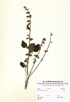 藏品(香苦草)的圖片